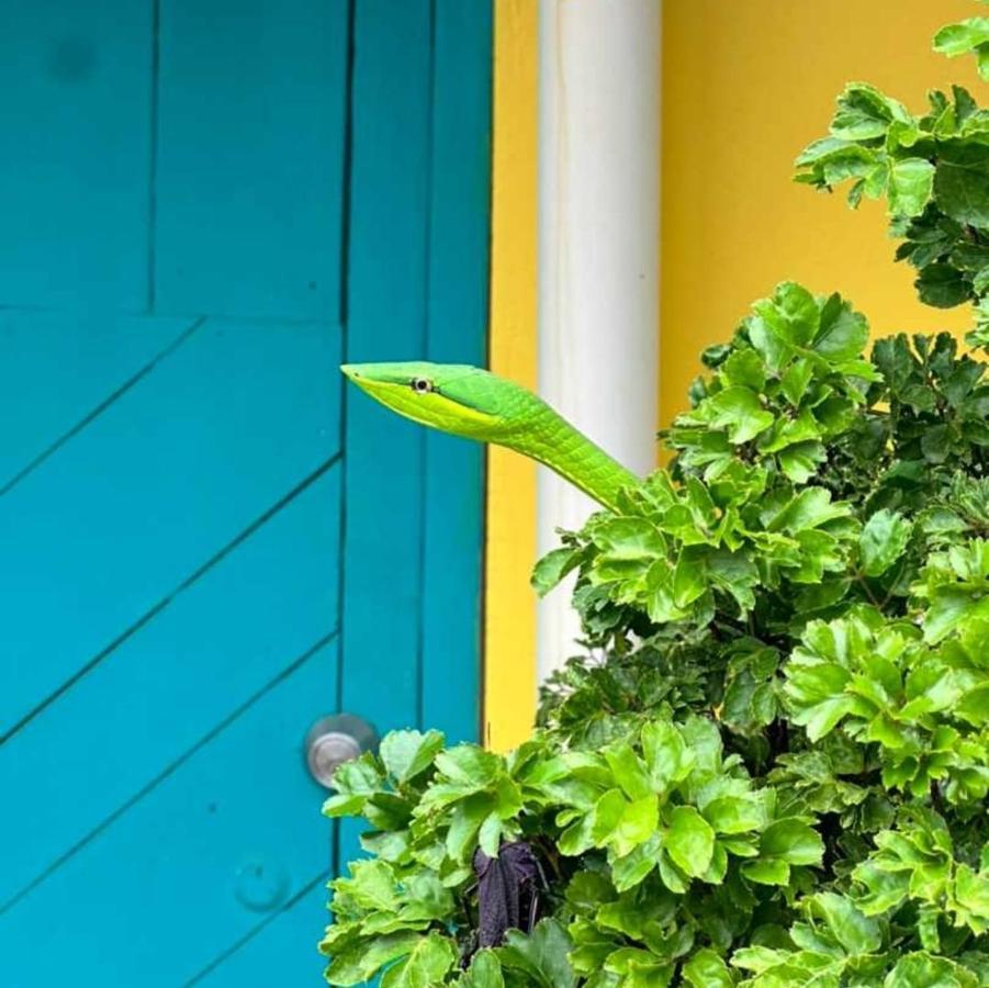 Vila Casa Marbella Tortuguero Exteriér fotografie