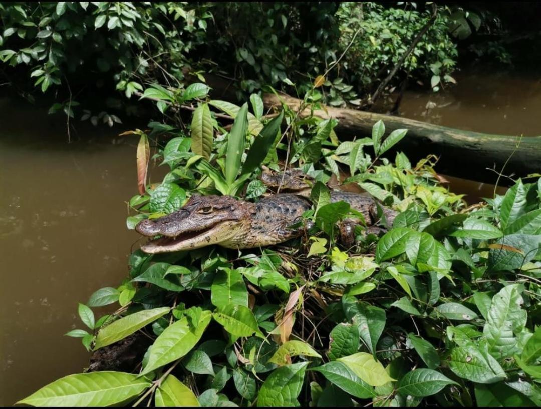 Vila Casa Marbella Tortuguero Exteriér fotografie
