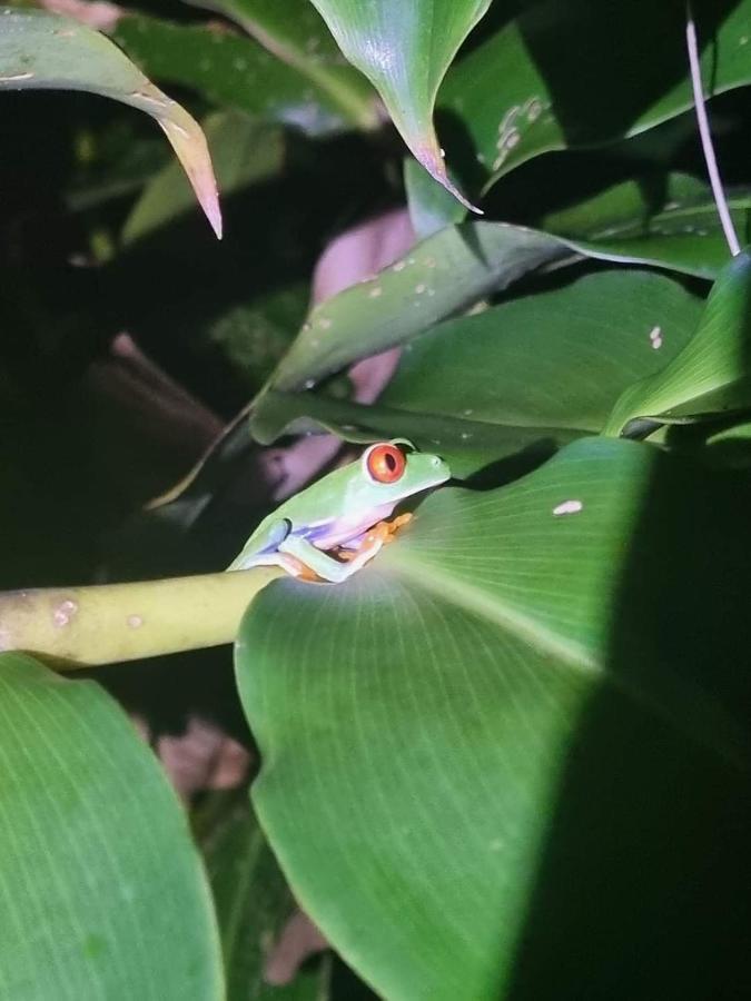 Vila Casa Marbella Tortuguero Exteriér fotografie