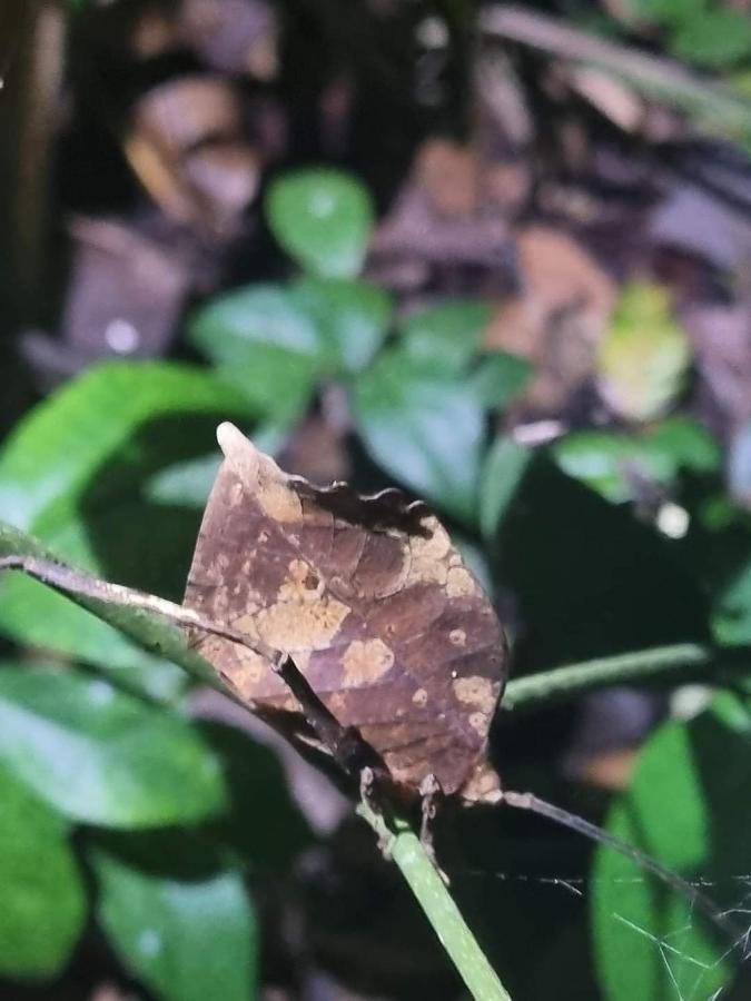 Vila Casa Marbella Tortuguero Exteriér fotografie